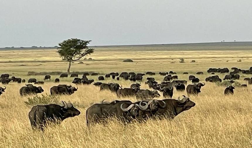 5 Days Affordable Annual Wildebeest Migration from Zanzibar — 1
