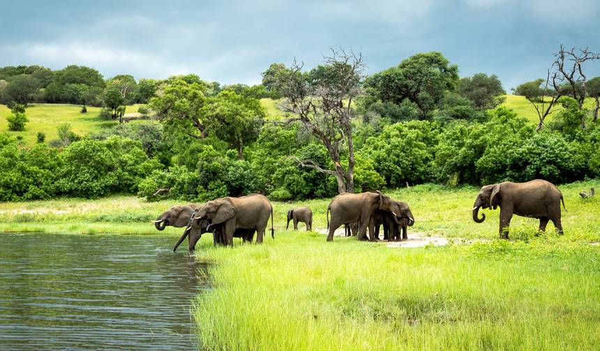 Safári no Zimbábue e Botsuana: Cataratas Vitória e Os Cinco Grandes — 1
