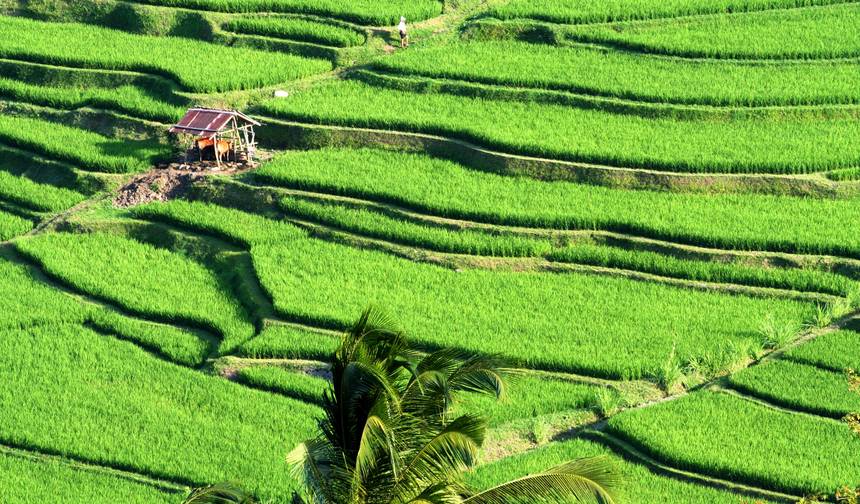 Indonesia: Bali Adventure — 1