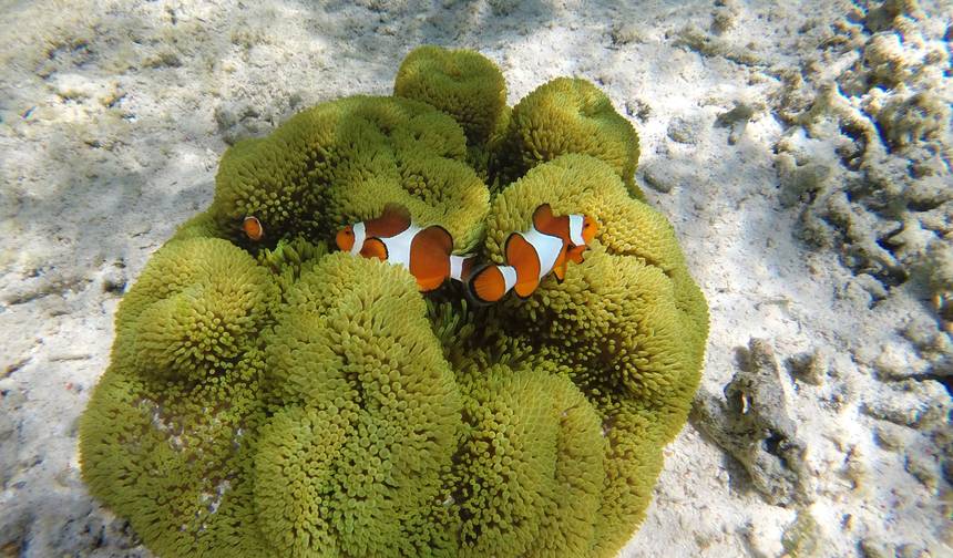 Classic Bali & Komodo Island — 1