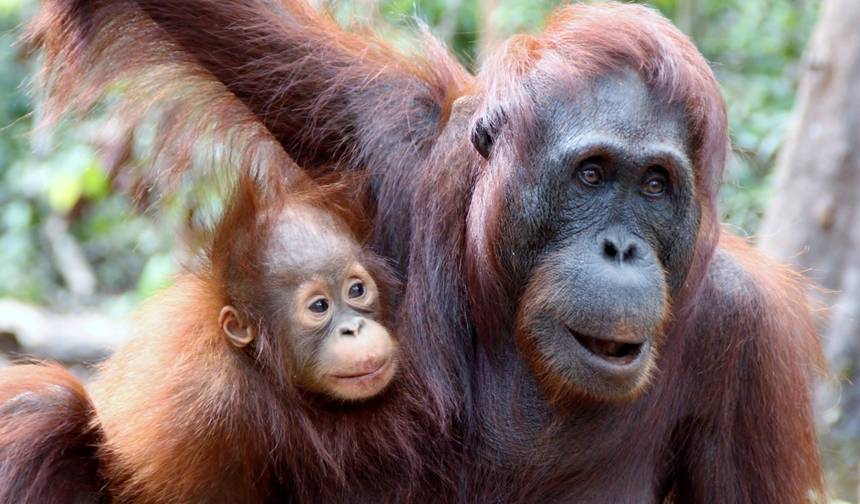 Indonésia: Orangotangos de Bornéu do Parque Nacional Tanjung Puting — 1