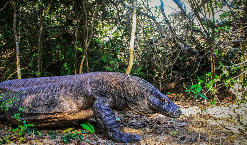 Indonezja: Bali i Wyspa Komodo — 1