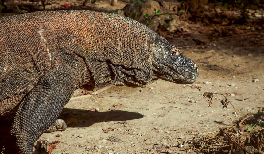 Indonésia: Java, Bali e Ilha de Komodo — 1