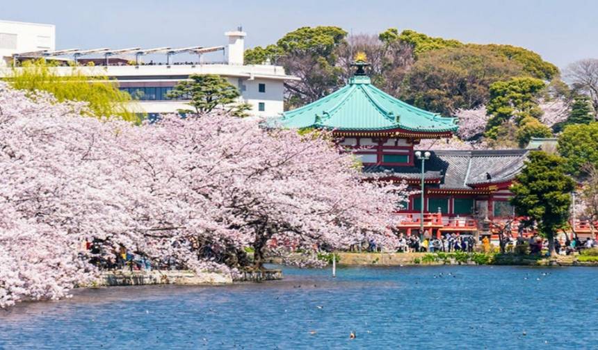 Festival das Cerejeiras em Flor no Japão Central de 13 Dias (Guia e Motorista Privados) — 1