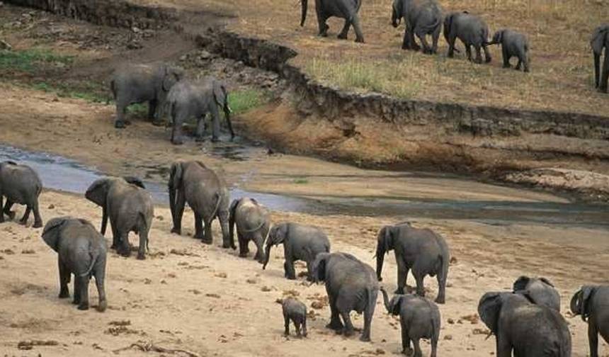 Excursão de Safári em Grupo de 3 Dias para Tarangire e Cratera de Ngorongoro, Tanzânia — 1
