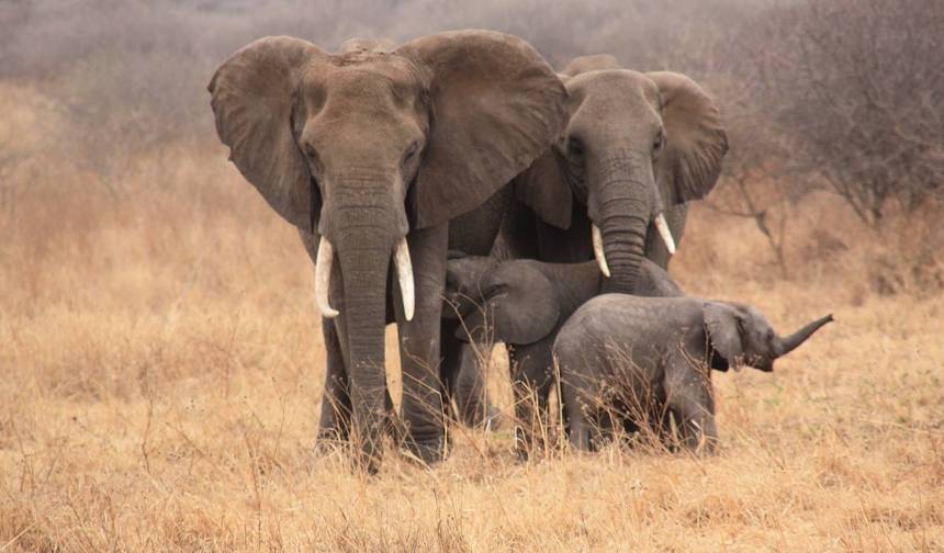 7-dniowe safari poślubne: Dzika przyroda Tanzanii i luksusowy wypoczynek — 1