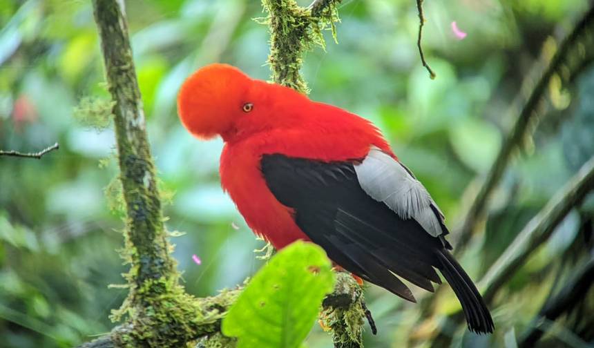 An Andean Adventure: From the Highlands to the Cloudforest — 1