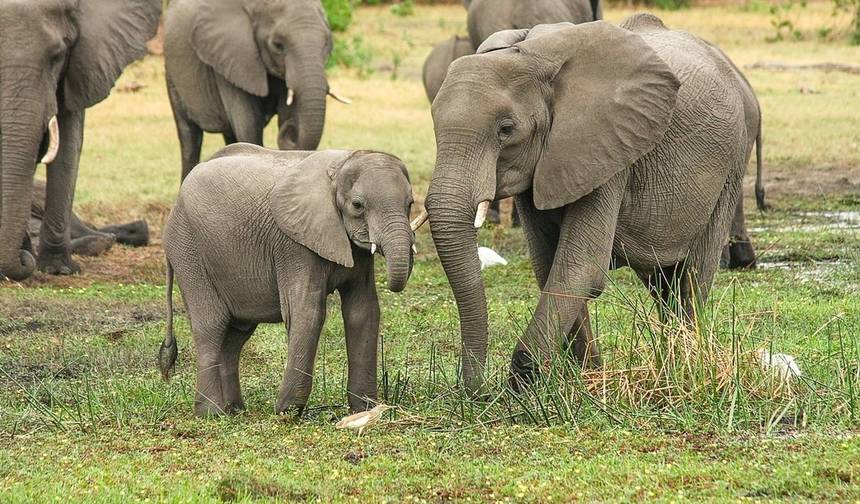 4-dniowe safari Tarangire, Serengeti i Ngorongoro — 1
