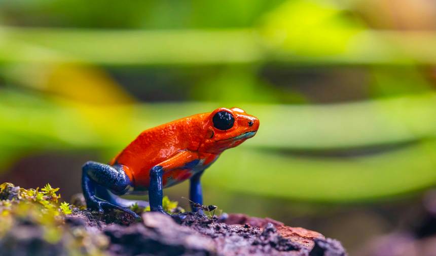 Najlepsze z Kostaryki: natura, dzika przyroda i przygoda — 9 dni — 1