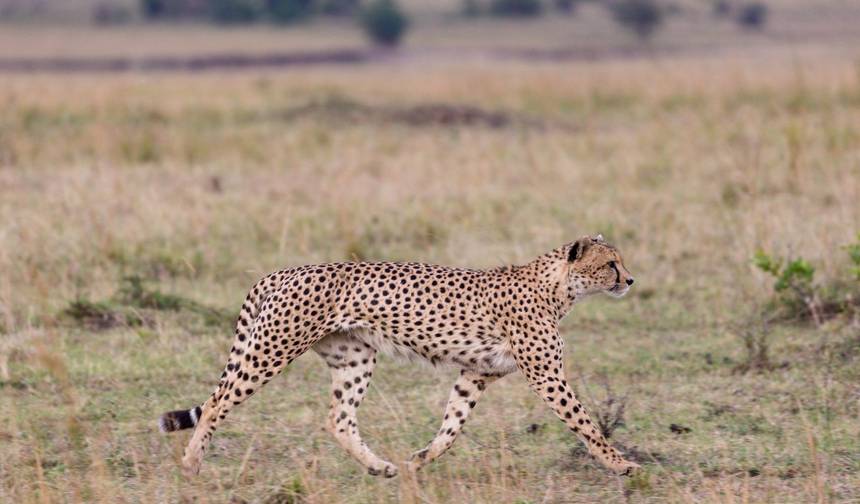 Escape to Tranquility: Zambezi River in 6 Days — 1