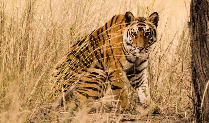 Ranthambore de Luxo com o Norte Histórico da Índia — 1