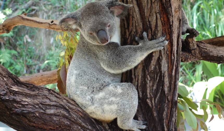 Australia Round Trip - 24 Days of highlights Down Under — 1
