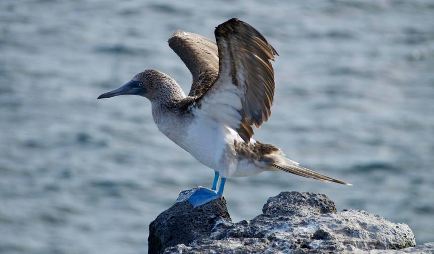 5-Day Galapagos Trip on a Budget — 1
