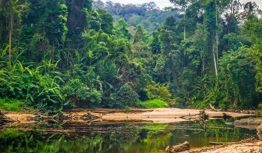 Wild Taman Negara Discovery - 4 days — 1