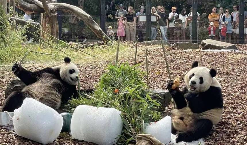 Odisseia de Pandas Chineses em Sichuan e Chongqing (Tour Familiar Privado) — 1