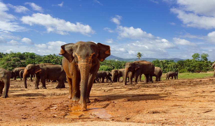 Christmas in Sri Lanka — 1
