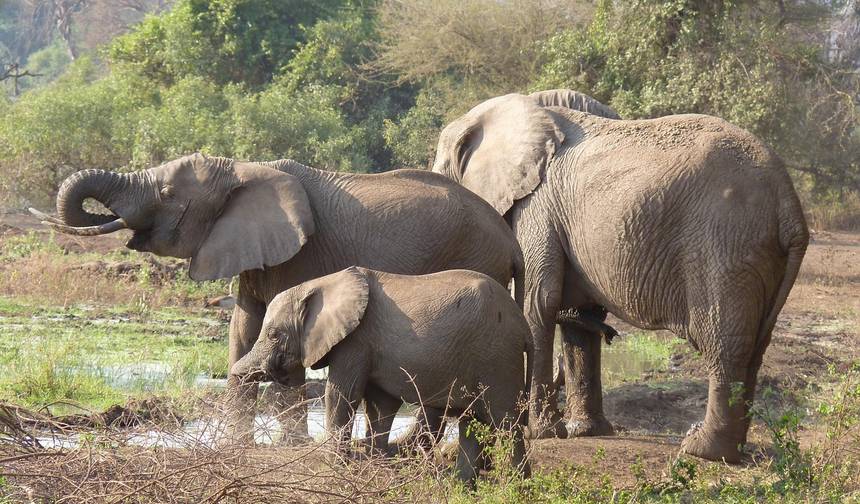 Safari de 6 Dias no Norte da Tanzânia: Explorador — 1