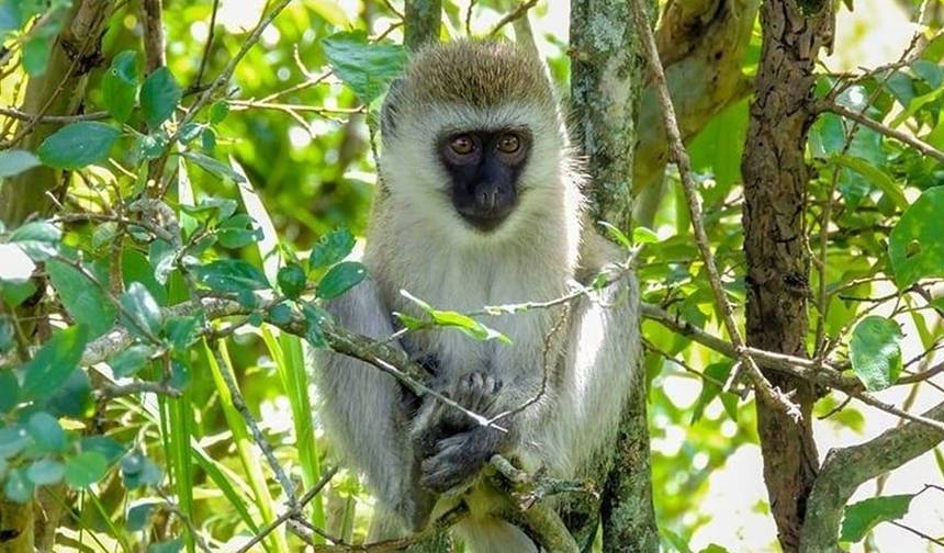 Super Kenyan Safari 8D/7N (Masai Mara, Lake Nakuru, Sweetwaters & Samburu) — 1