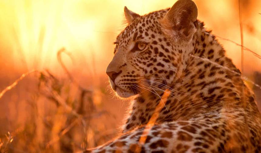South Africa from Coast to Kruger — 1
