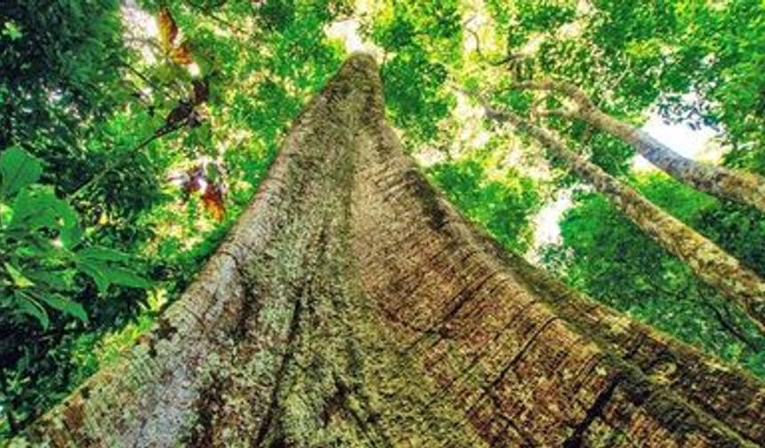 Along the Amazon and the Rio Negro, An Exclusive Cruise through Pristine and Hidden Nature (port-to-port cruise) — 1