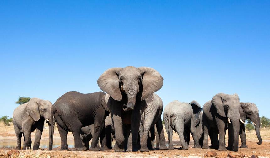 Wildlife & Waterfalls - 2026 — 1