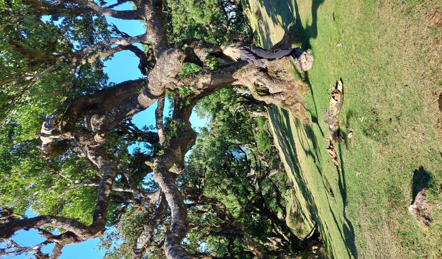 Island of Eternal Spring: Madeira — 1