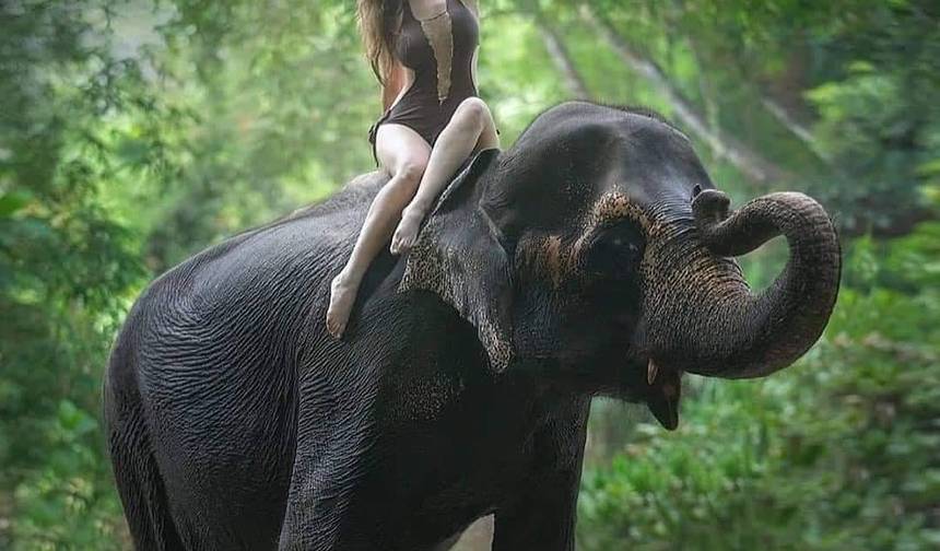 Elephant in Sri Lanka — 1