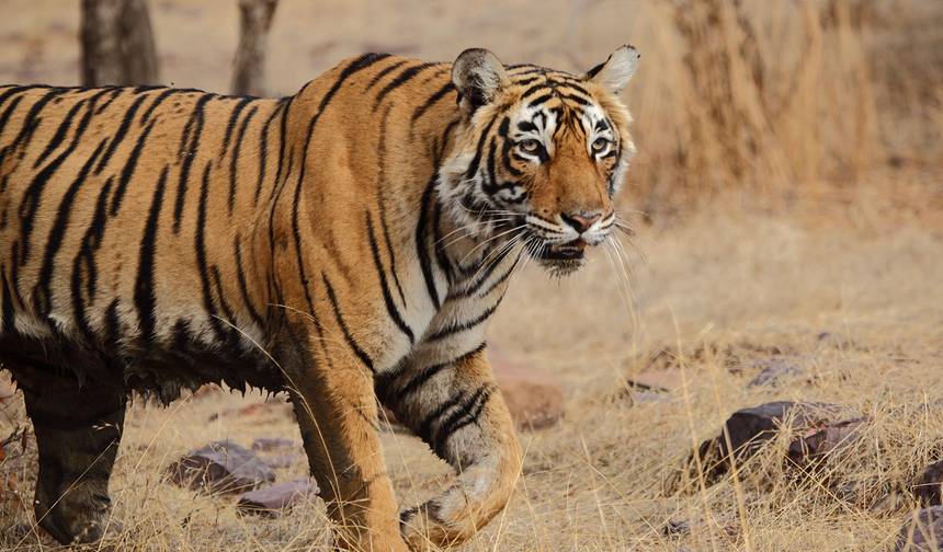 Delhi to Rajasthan & Tigers - 14 days — 1