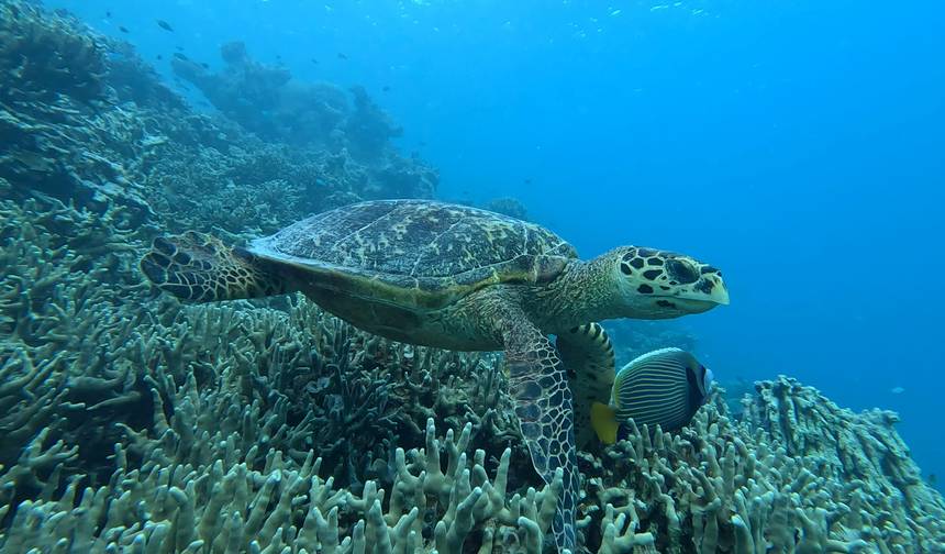 7N Maldives Turtle Snorkeling Conservation Cruise — 1