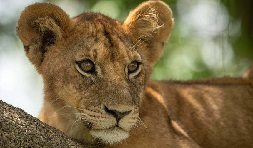 8-Day Mid Range Safari & Zanzibar Beach Extension — 1