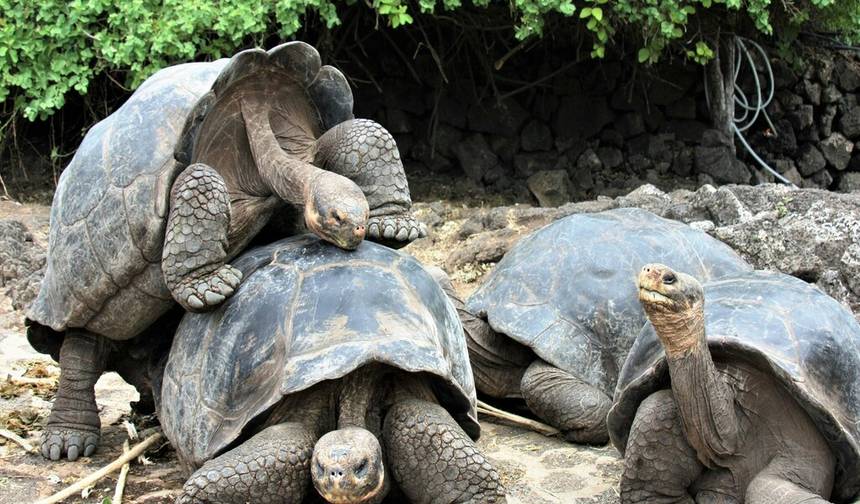 Salinas, vales sagrados e ilhas tropicais: Bolívia, Peru e Equador C/Galápagos — 1