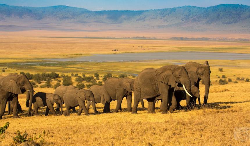 TanzaniaとKenya、最高のサファリ10日間 — 1