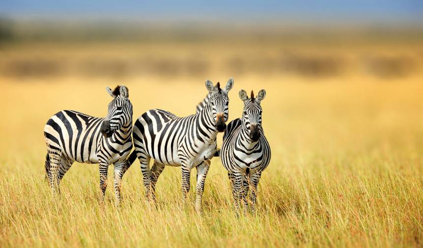 6-Day Majestic Tanzania - High-End — 1