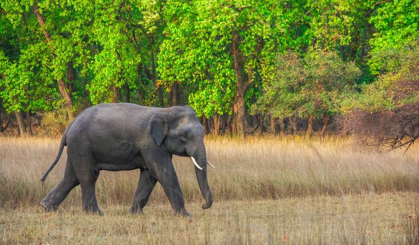 5-Day Across the Wild Plains Migration Expedition — 1