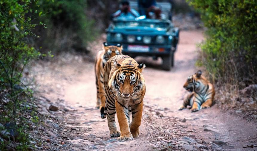 Índia: Taj Mahal, Safári de Tigres e Santuário de Pássaros Com Refeições — 1