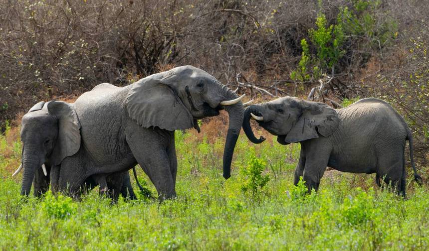 Mikumi/Ruaha/Udzungwa 7 Days 6 Nights — 1