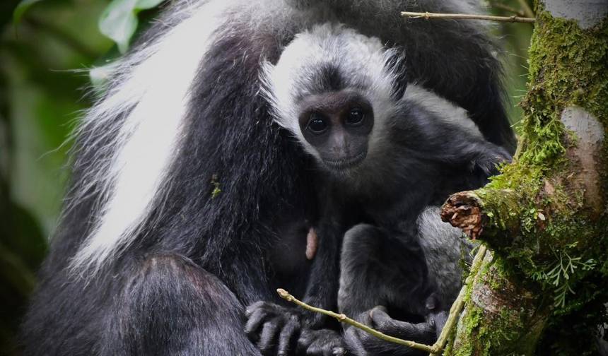 6 Dni Park Narodowy Kafue (Zambia) i Park Narodowy Nyungwe (Rwanda) — 1
