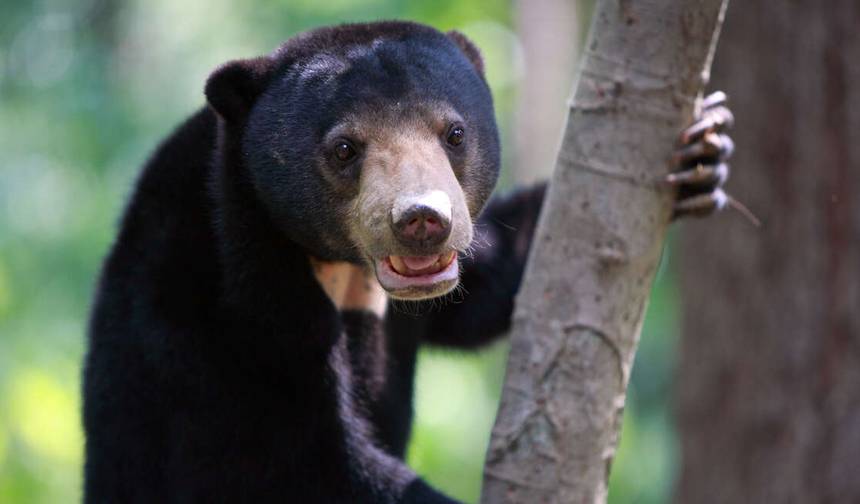 Borneo Sabah Wildlife Highlights — 1
