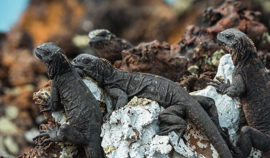 Najpopularniejsza 10-dniowa wycieczka po Ekwadorze i Wyspach Galapagos — 1