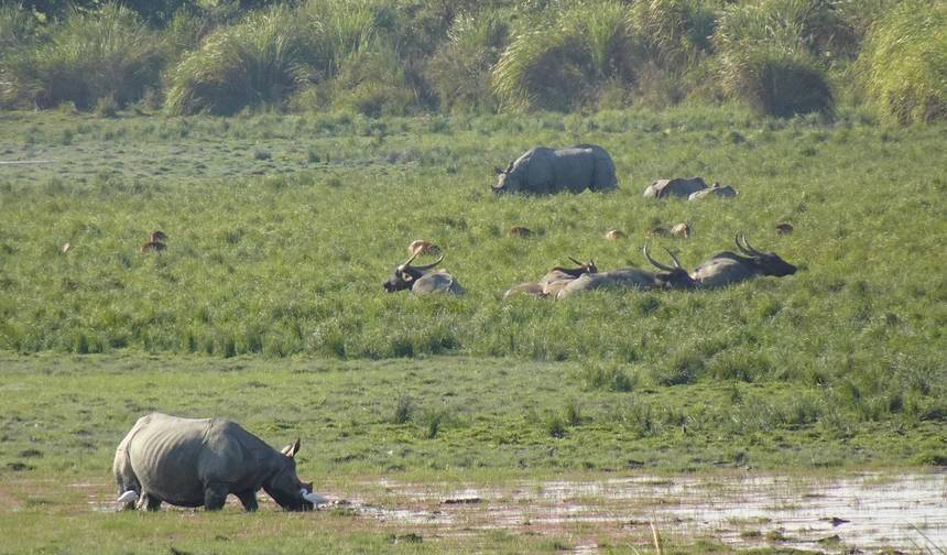 Kaziranga National Park Tour Package — 1