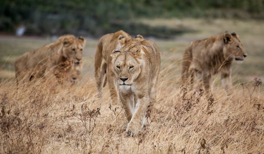 9 Dni - Wodospady Wiktorii i Safari w Botswanie — 1