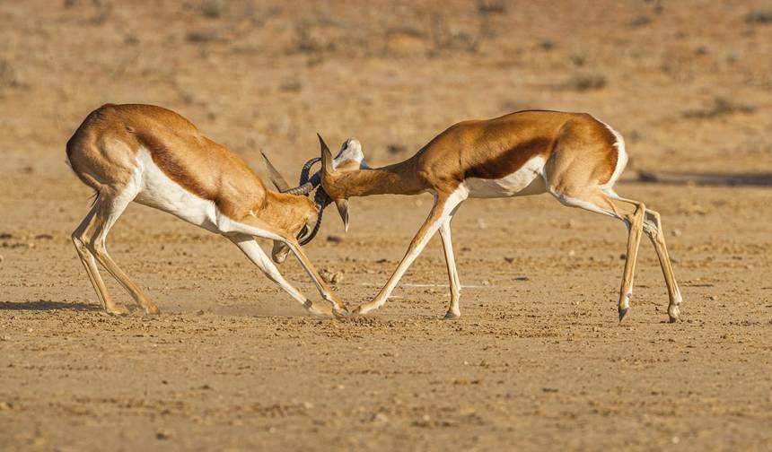 Botswana Explorer Safari: 12-Day Cultural, Wildlife & Wilderness Adventure — 1