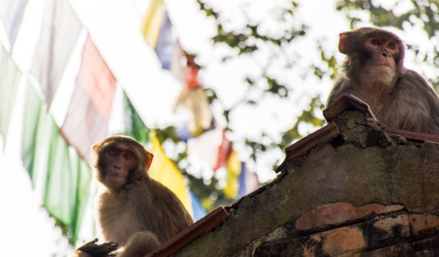 Nepal & Bhutan Journey — 1