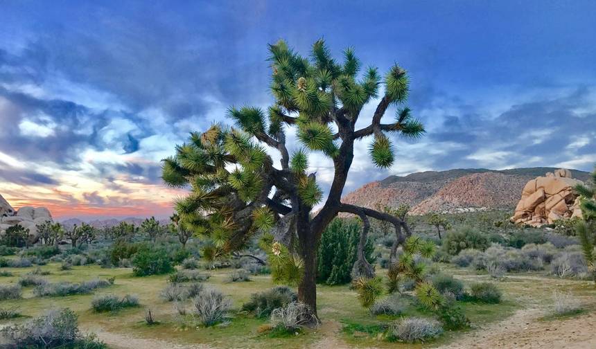 Jornada de 7 Dias pelas Maravilhas do Deserto: Joshua Tree e Vale da Morte — 1