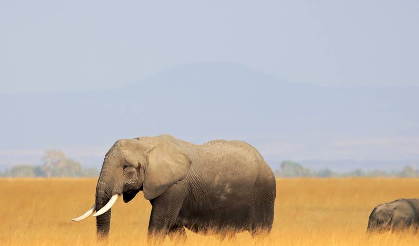 Excursão de um dia a Amboseli saindo de Nairóbi – Veja Elefantes e Vistas do Kilimanjaro — 1