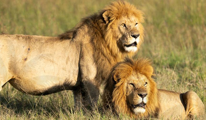 6 Dni 5 Nocy Prywatne Safari Maasai Mara, Jezioro Nakuru i Amboseli — 1