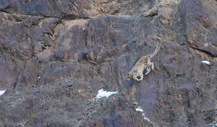 Em Busca dos Leopardos-das-Neves com Valerie Parkinson — 1