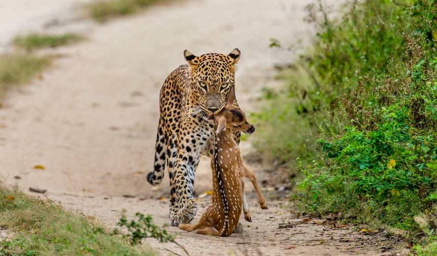 Sri Lanka: W Głąb Dzikiej Przyrody — 1
