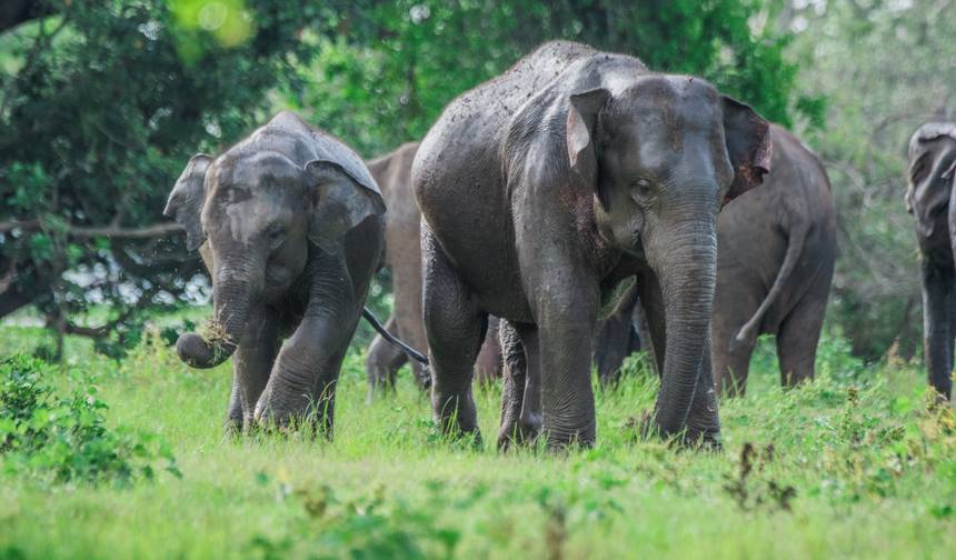 Sri Lanka "The Gathering" — 1