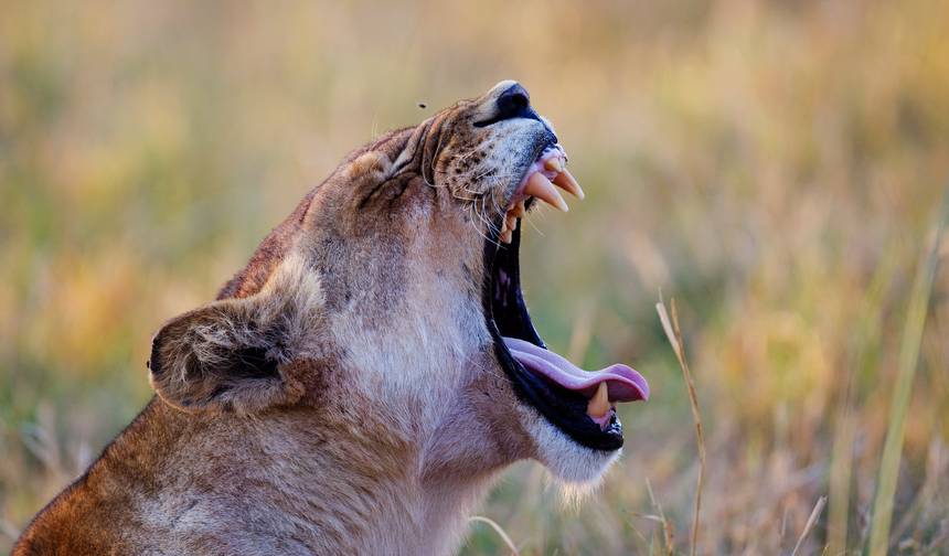 Luksusowe Safari po Afryce, 17 Dni | Zimbabwe • Botswana • Namibia Wodospady Wiktorii • Delta Okawango • Pustynia Namib • Damaraland • Etosha — 1